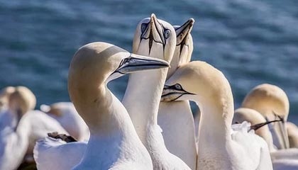 赛事直播入口-中国玫瑰新主帅：师从热刺主帅 羡慕女足集训模式