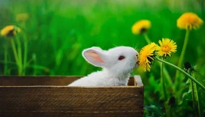 宁波vs吉林首发阵容详情 一览(2025年08月09日)